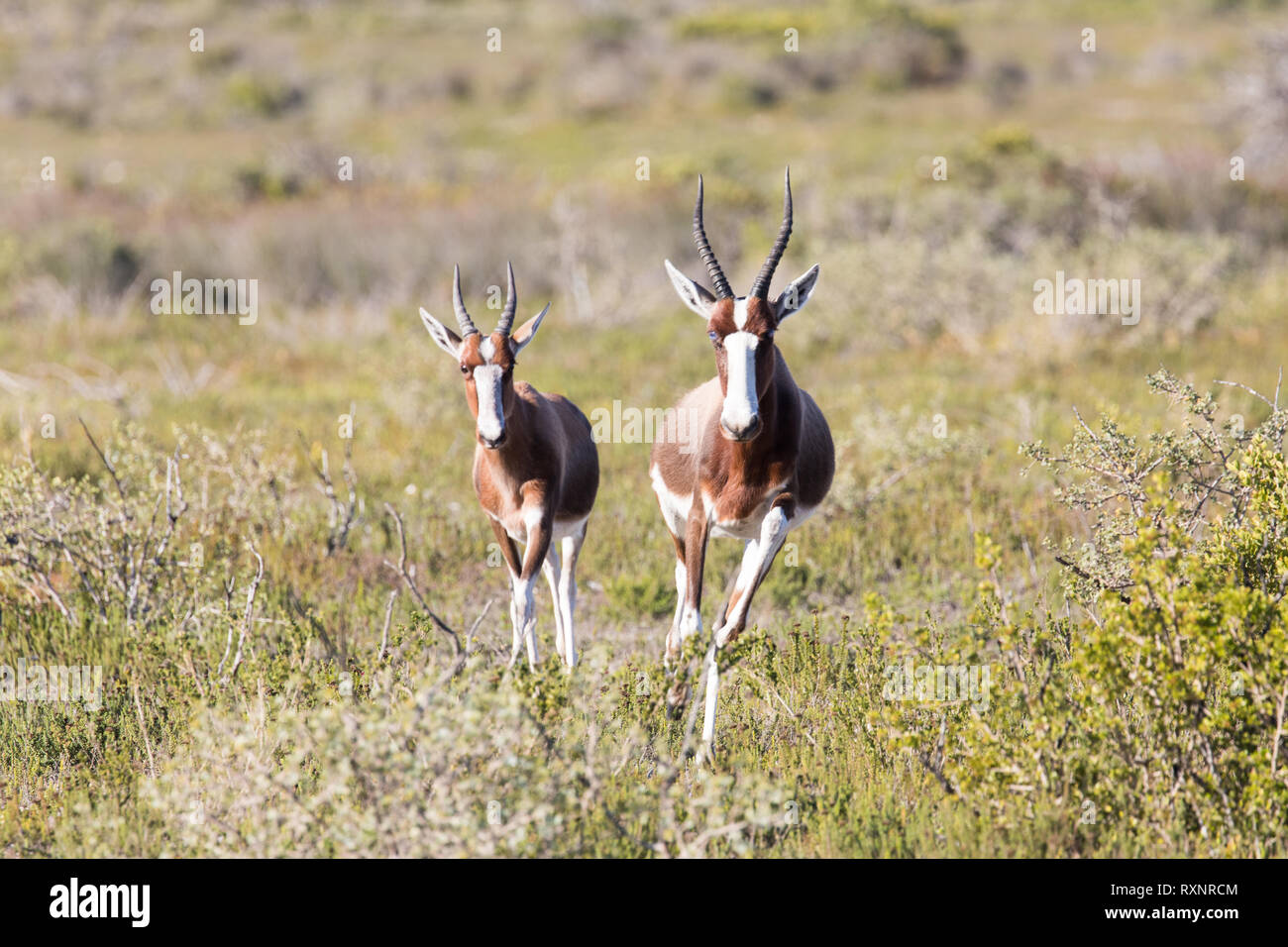 Par de Bonteboks corriendo en la reserva natural De Hoop, Sudáfrica Foto de stock