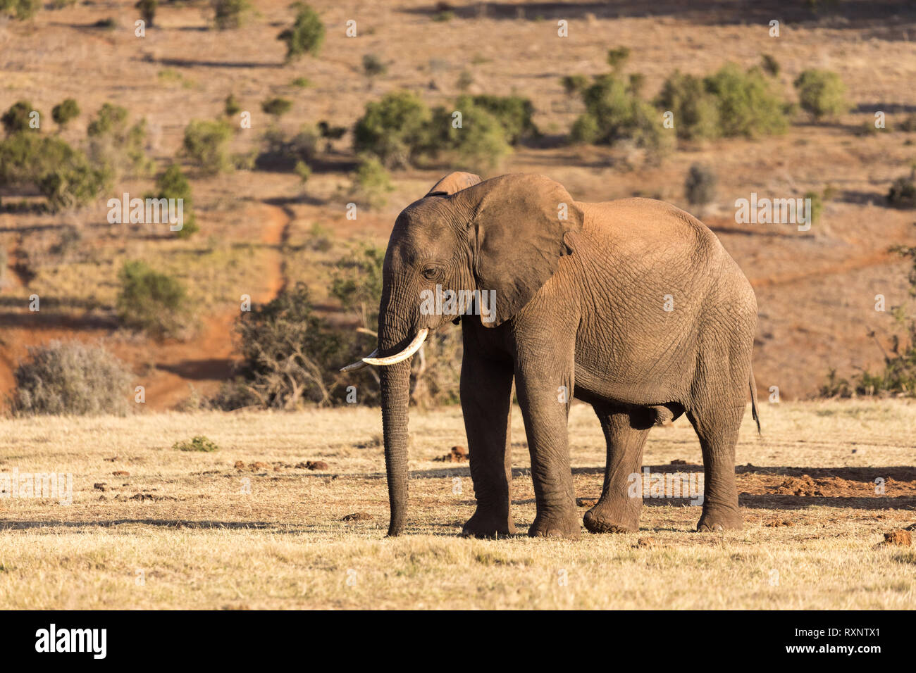 Pie de elefante en el Parque Nacional de Elefantes Addo en Port Elizabeth, Sudáfrica Foto de stock