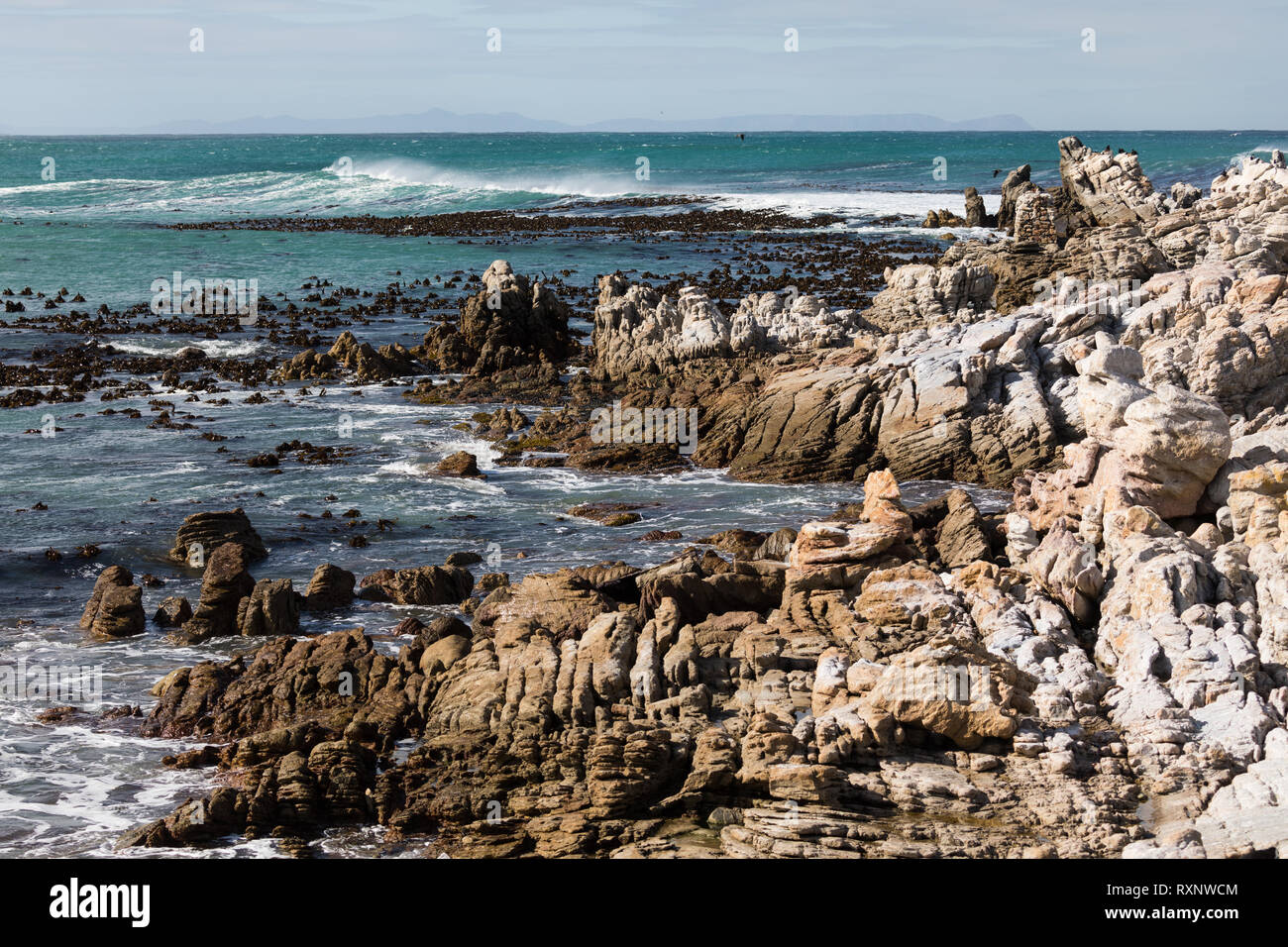 Colonia de Pingüinos Africanos, Spheniscus demersus, situándose en Betty's Bay, Sudáfrica Foto de stock