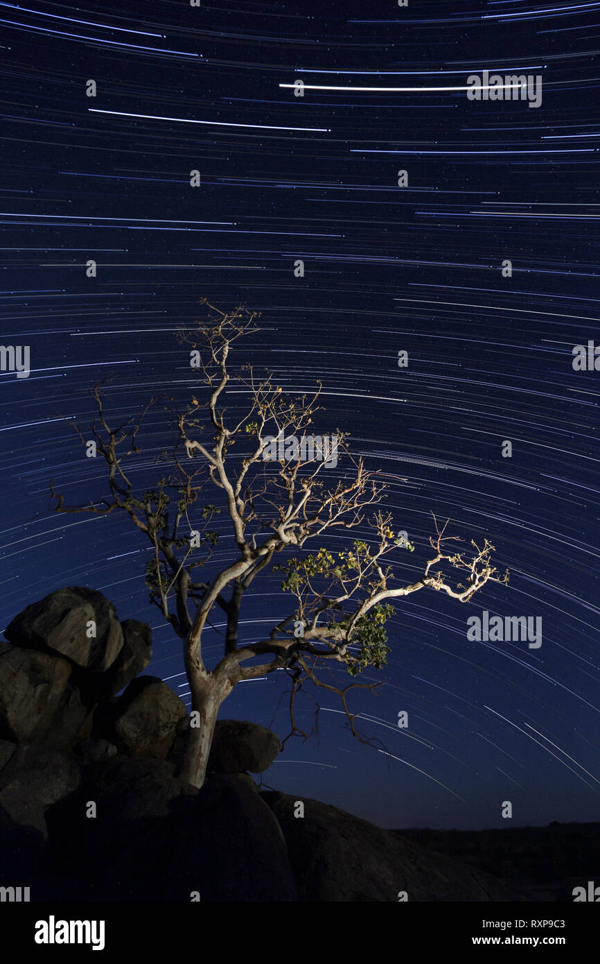 Árbol en Damaraland bajo una estrella trail. Foto de stock
