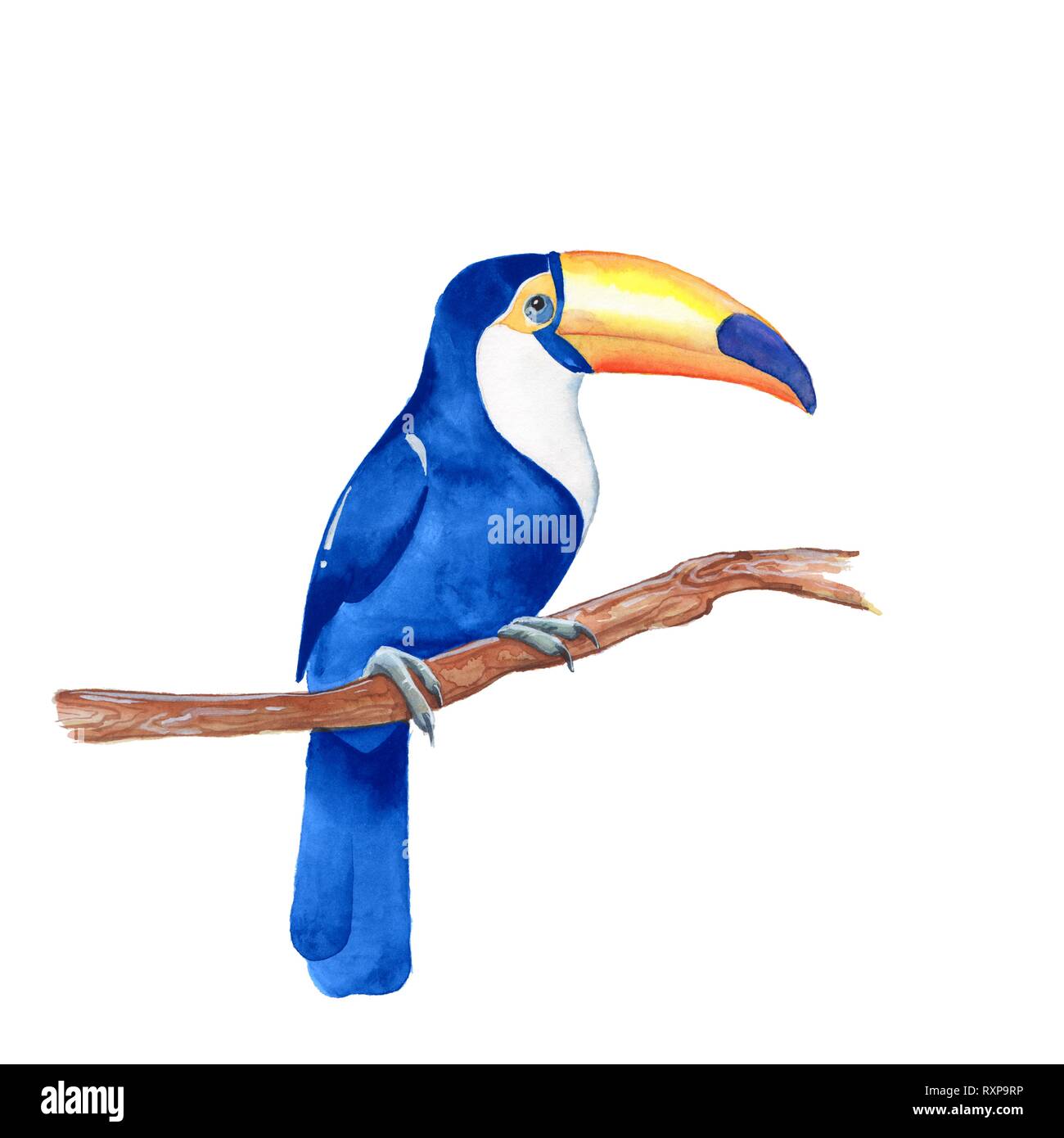 Pájaro de acuarela fotografías e imágenes de alta resolución - Alamy Pájaro de acuarela fotografías e imágenes de alta resolución - Alamy