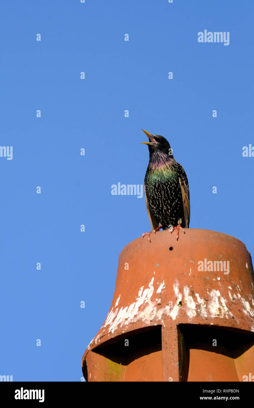Solo Starling llamando encaramado en lo alto de una terracota Chimney Pot en el techo de la casa Foto de stock