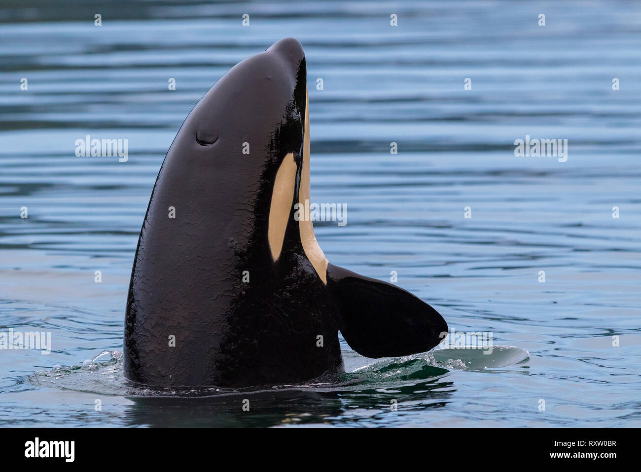 Orcinus orca (orcinus orca) espías cerca de la isla Malcolm en el estrecho de Queen Charlotte, costa de la selva tropical Great Bear, Columbia Británica, Canadá. Foto de stock
