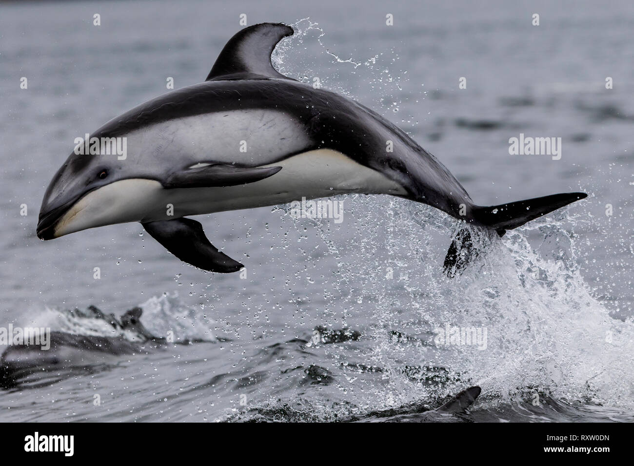 Delfín del lado blanco del Pacífico (Lagenorhynchus obliquidens) saltando en Thompson Sound, a lo largo de la selva tropical Great Bear, costa de Columbia Británica, Territorio de las primeras Naciones, Canadá. Foto de stock
