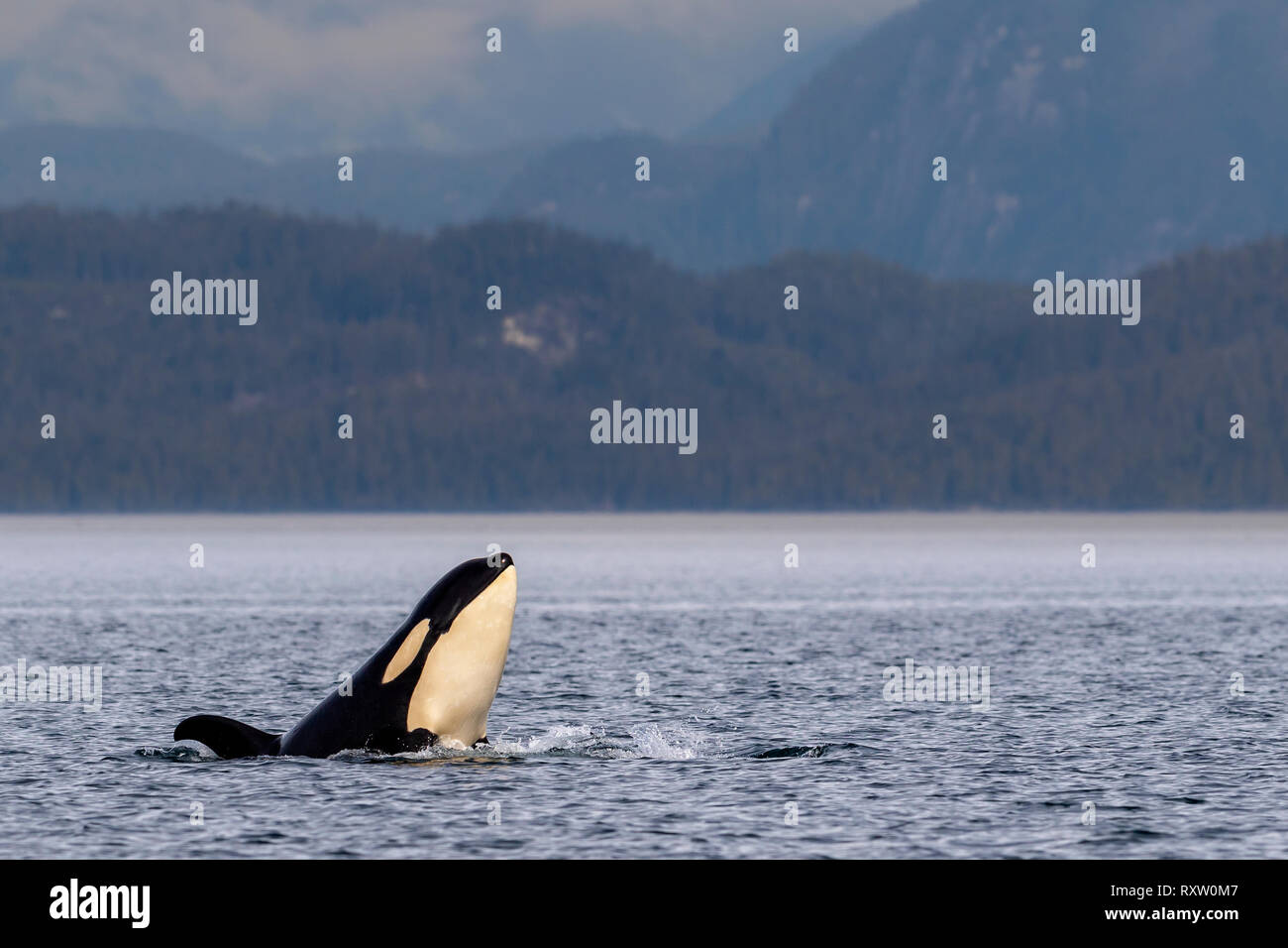 Orcas residentes en el norte (orcas, Orcinus orca) espian en el estrecho de Queen Charlotte cerca del bosque tropical Great Bear, las montañas costeras de British Columbia, el Territorio de las primeras Naciones, la isla de Vancouver, British Columbia, Canadá. Foto de stock