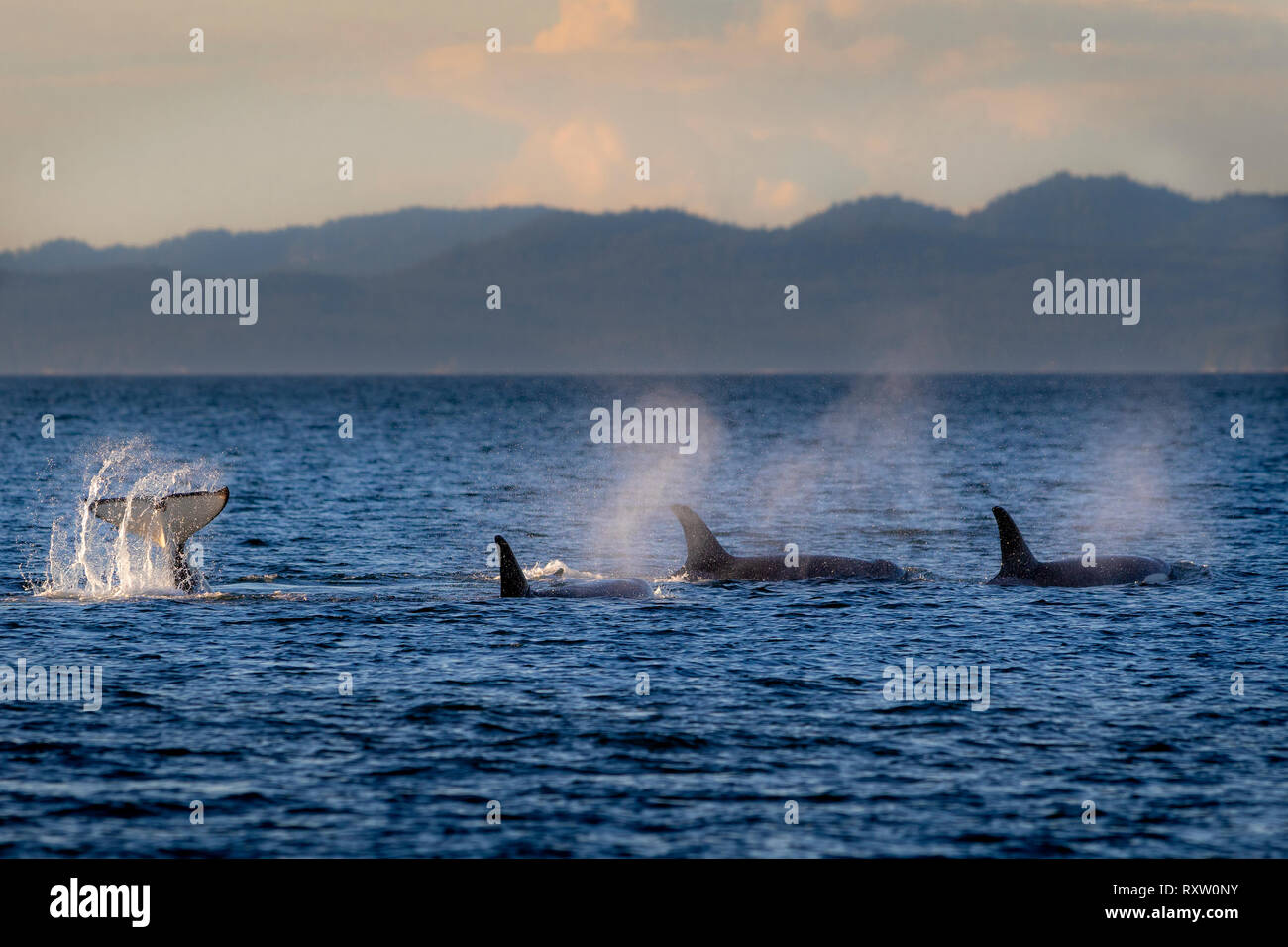 Vainas de orcas residentes en el norte (orcas, Orcinus orca, A & G-clan) jugando en una tarde en el estrecho de Queen Charlotte a lo largo de la isla norte de Vancouver, Territorio de las primeras Naciones, Columbia Británica, Canadá. Foto de stock