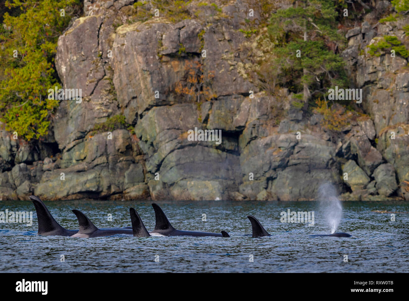 Orca residente del norte familia de la vaina (un 34's, orcinus orca) en una línea de descanso a lo largo de la costa de la isla Hanson, frente al norte de la isla de Vancouver, Territorio de las primeras Naciones, Columbia Británica, Canadá. Foto de stock