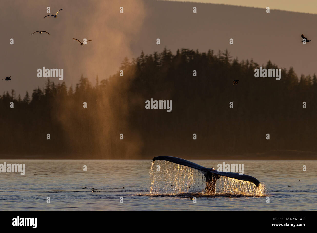 Tiempo de alimentación. Ballenas jorobadas con gaviotas durante una tranquila puesta de sol en Blackfish Sound, Territorio de las primeras Naciones, frente a la isla de Vancouver, Columbia Británica, Canadá. Foto de stock