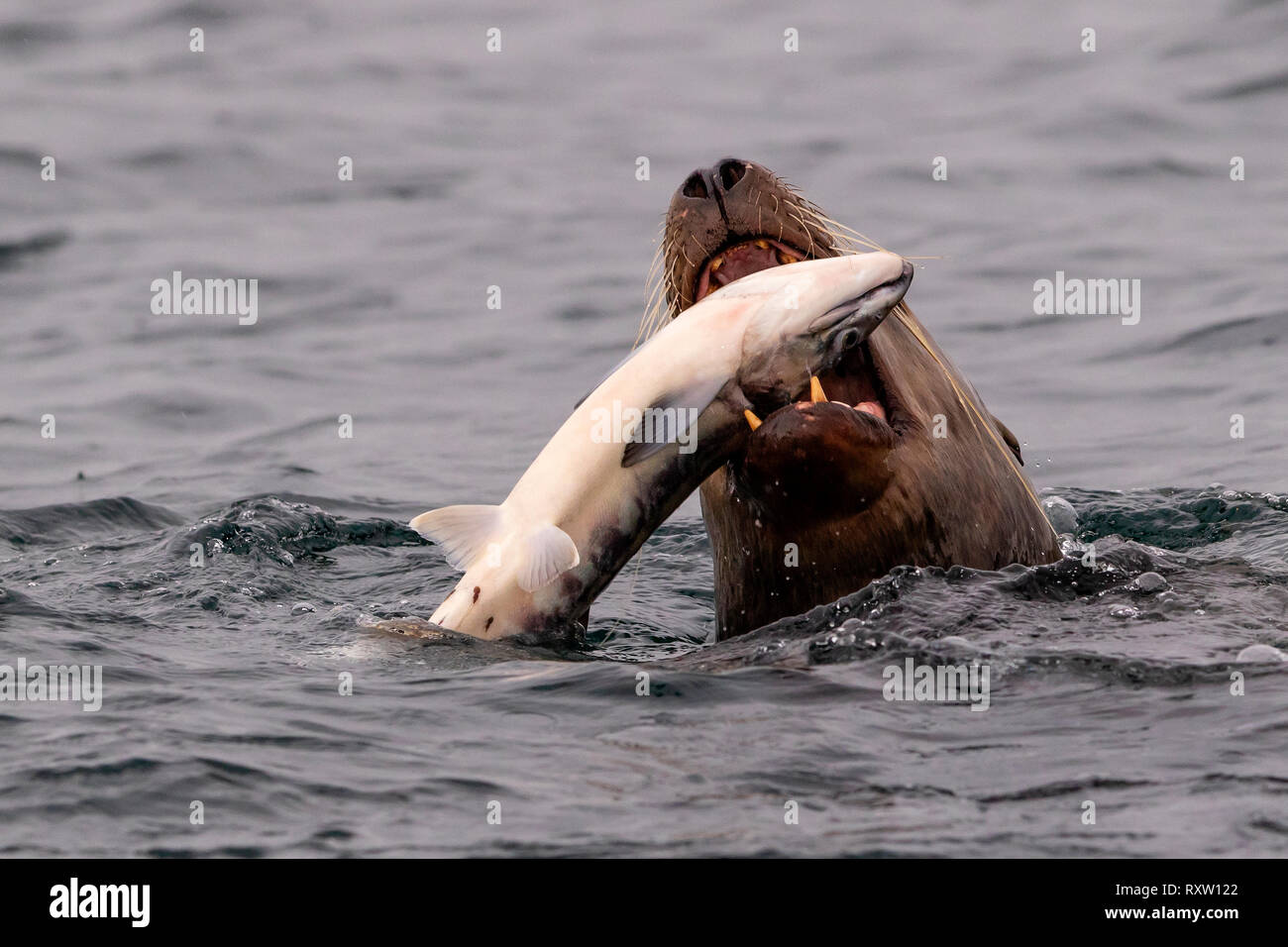 Un gran león marino Steller que cataba y comía un salmón salvaje fresco capturado en el archipiélago de Broughton, Territorio de las primeras Naciones, Columbia Británica, Canadá Foto de stock