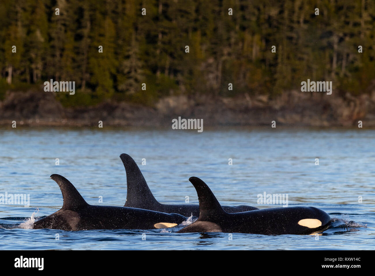 Orcas residentes del norte que descansan a lo largo de la costa de la isla hanson cerca del archipiélago de Broughton, Territorio de las primeras Naciones, Columbia Británica, Canadá Foto de stock
