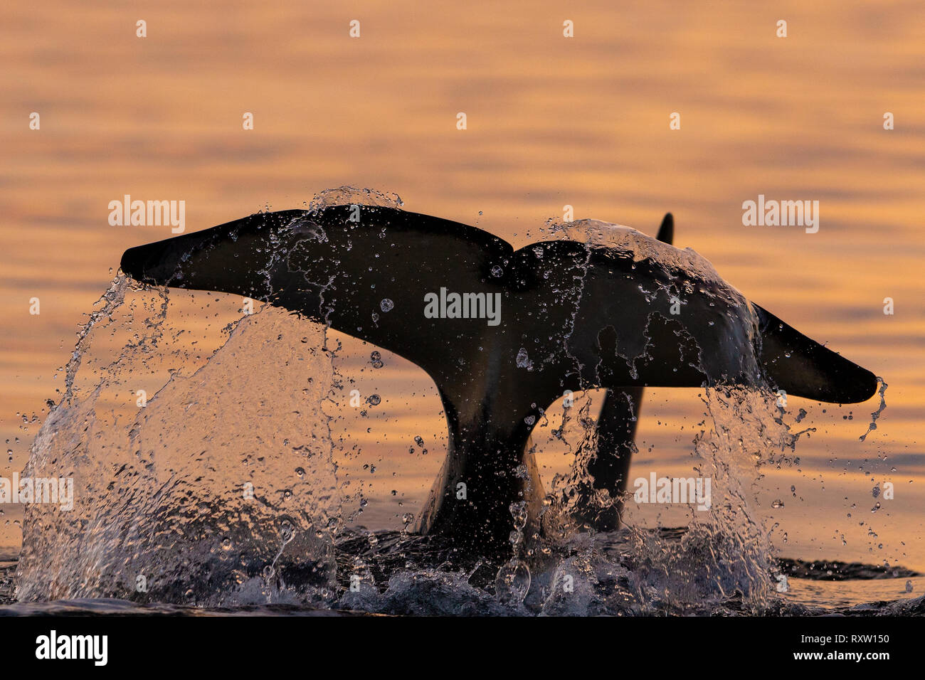 Cola de orcinus orca residente del norte que salpicaba cerca en el estrecho de Queen Charlotte, archipiélago de Broughton, Territorio de las primeras Naciones, Columbia Británica, Canadá. Foto de stock