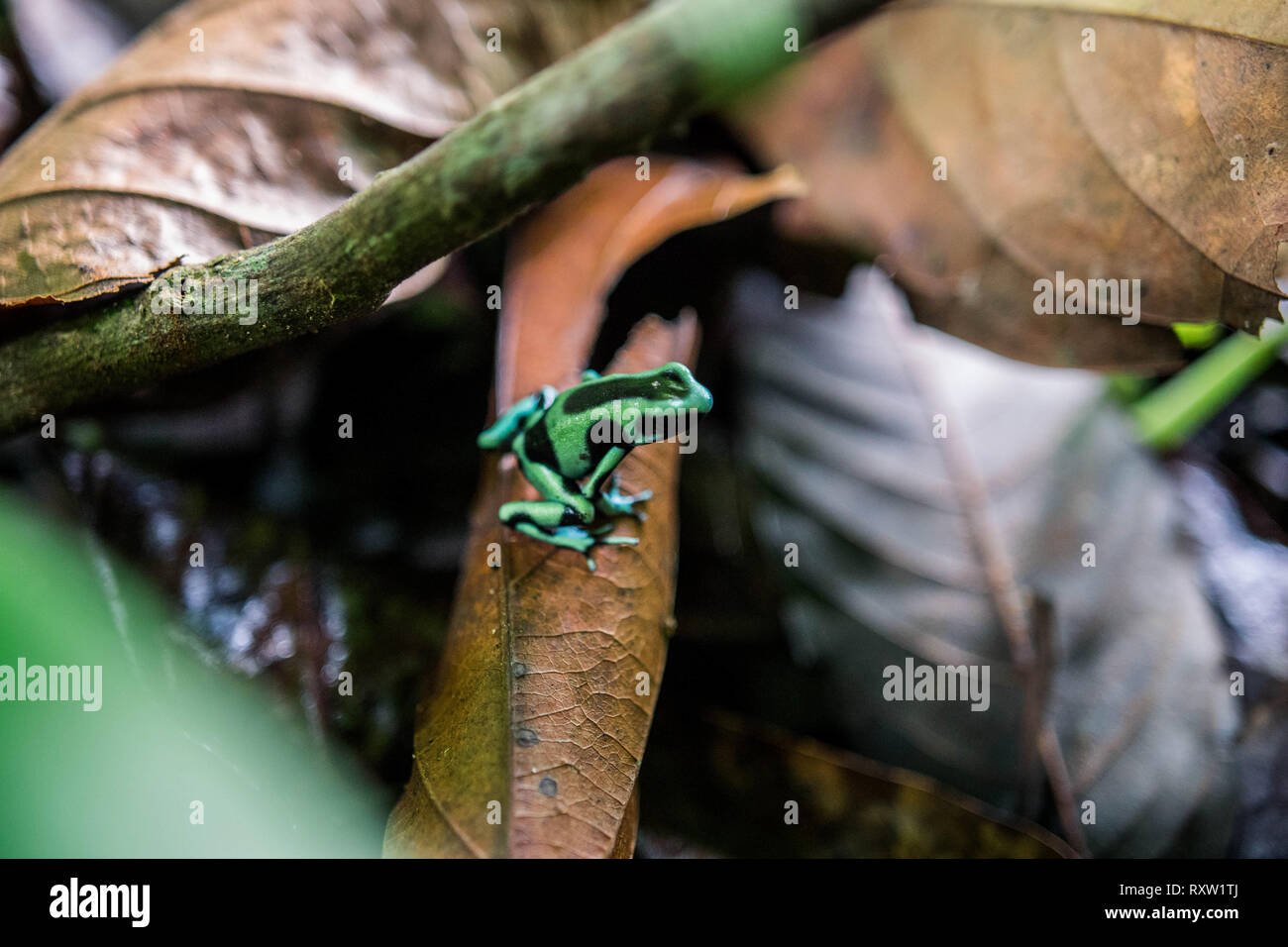 Una rana venenosa en una hoja en Costa Rica Foto de stock