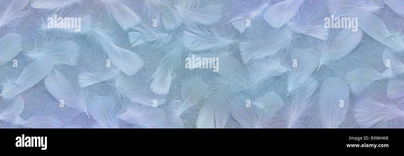 Fondo De Plumas Azul Angelical Banner Dispersos Al Azar Plumaje Blanco Contra Un Fondo De Papel De Fibra Rustico Con Tonos Azul Fotografia De Stock Alamy