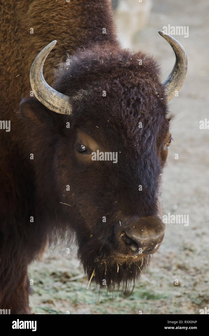 Llanuras el bisonte (Bison bison bison), también conocido como el bisonte prarie. Foto de stock
