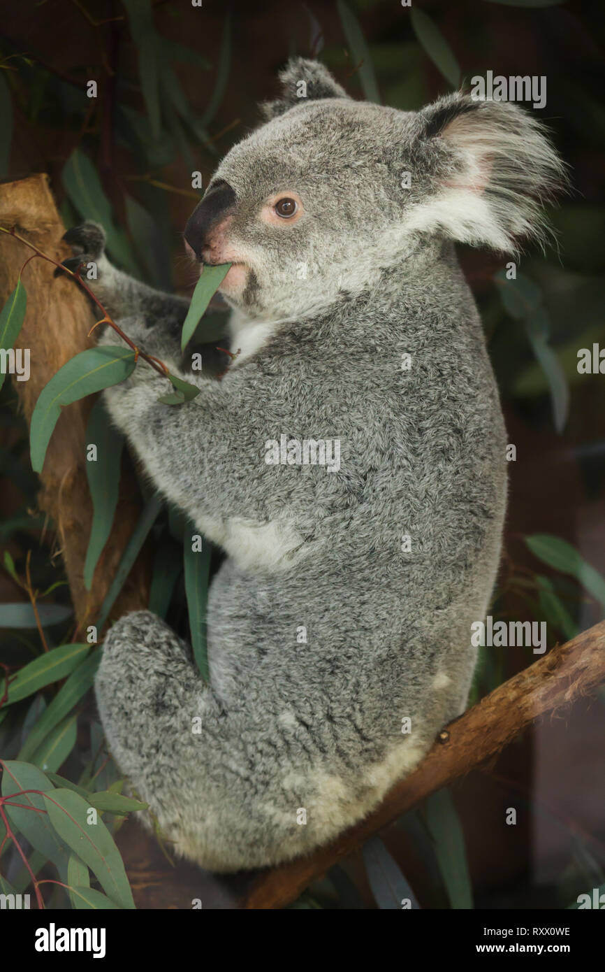 Queensland koala (Phascolarctos cinereus adustus) en el zoológico de Lisboa (Jardim Zoológico de Lisboa) en Lisboa, Portugal. Foto de stock