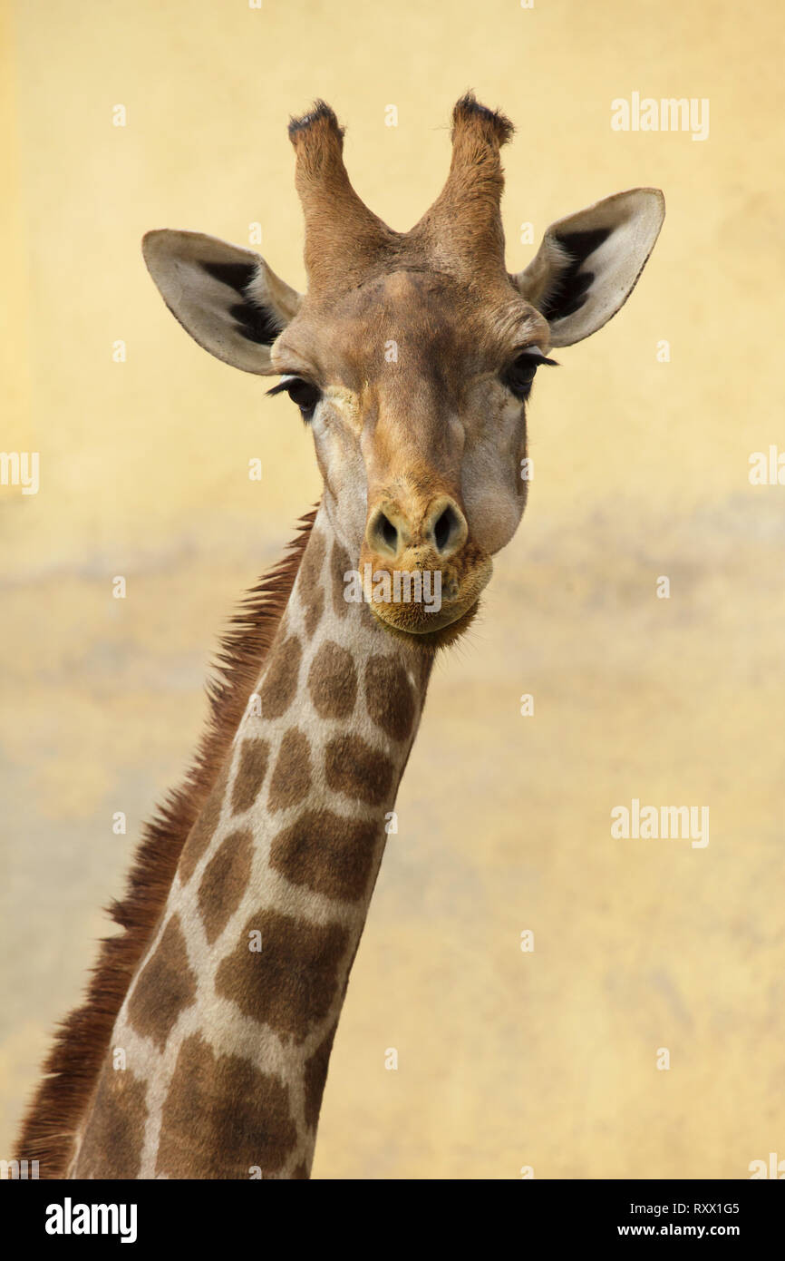 Jirafa angoleña (Giraffa camelopardalis angolensis), también conocida como la Jirafa de Namibia. Foto de stock