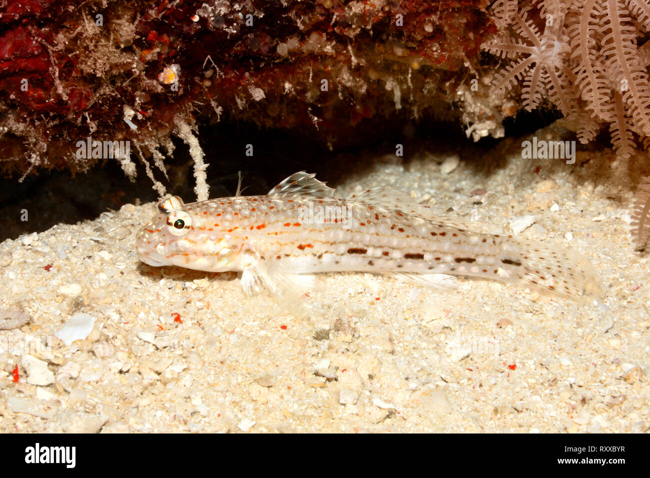 Decorado Arena Goby, Istigobius decoratus. Uepi, Islas Salomón. Salomón, Mar, Océano Pacífico Foto de stock