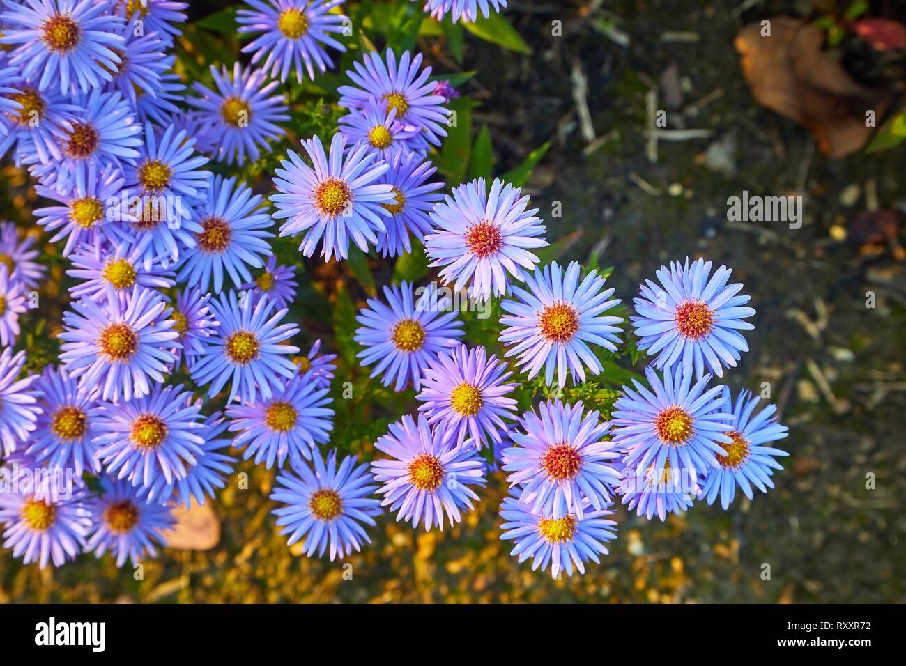 Muchas flores pequeñas fotografías e imágenes de alta resolución - Alamy