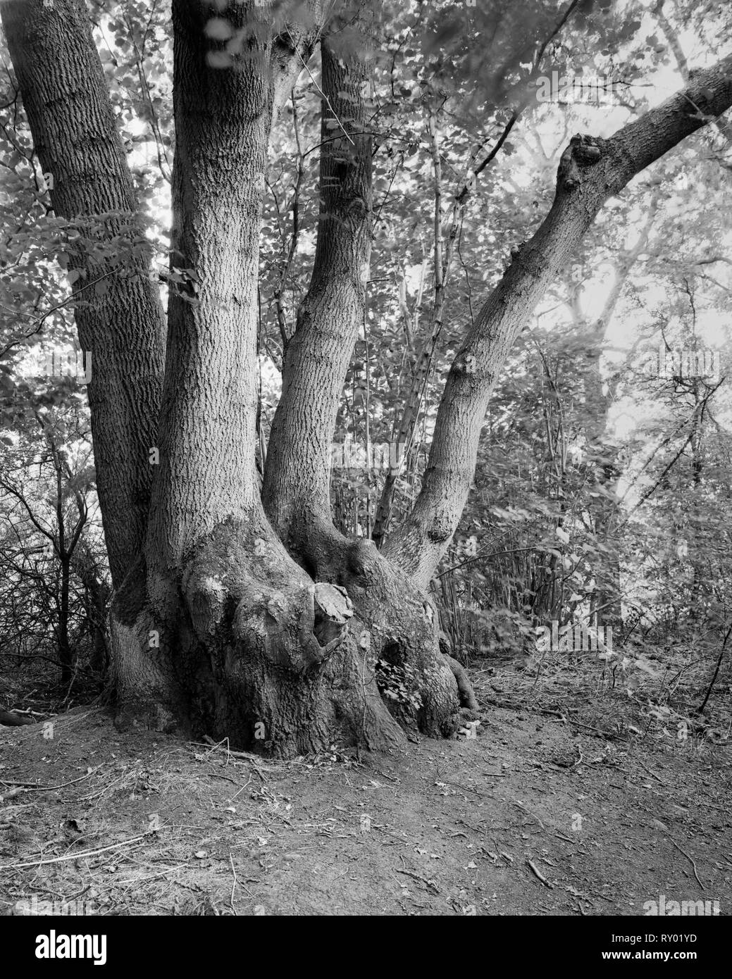 450 años de ceniza sotos árbol en madera Gamlingay Cambnidgeshire Inglaterra Foto de stock