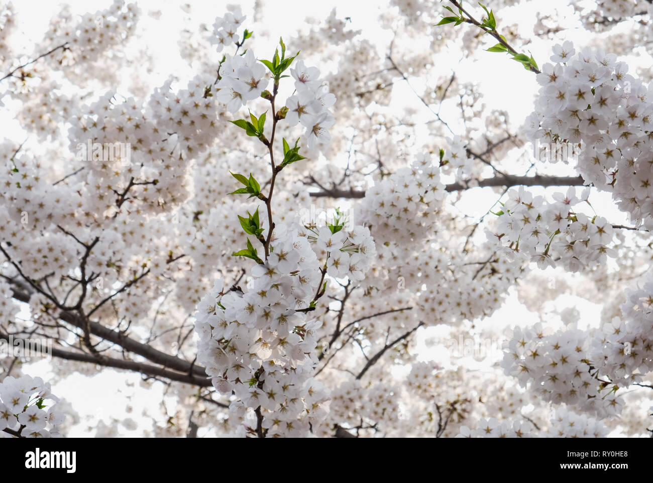 Cierre sakura flor blanca flor en árbol en estacional primavera,natural de fondo. Foto de stock