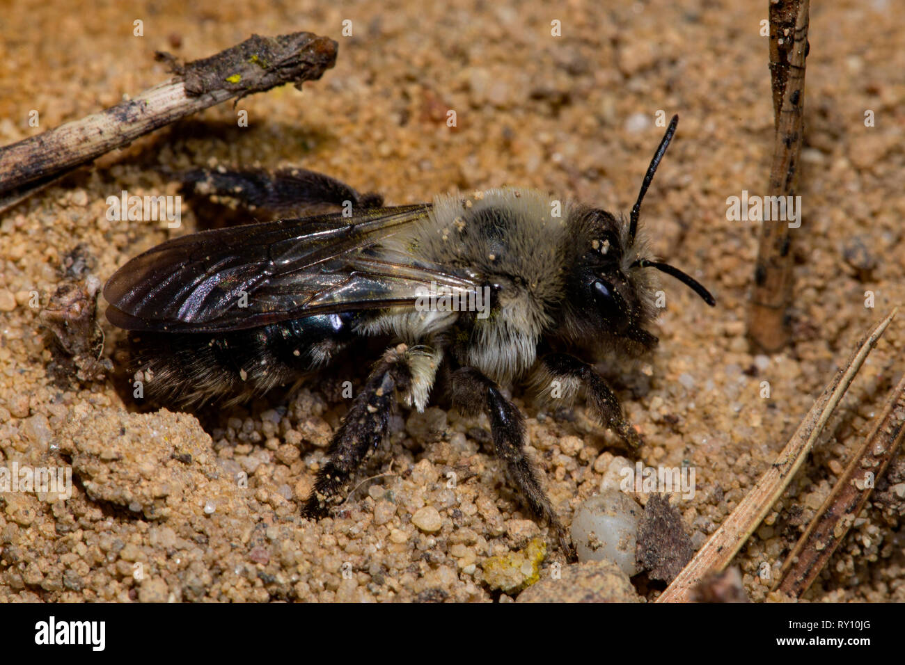 Gris-respaldado minero-abeja Andrena (VAGA) Foto de stock