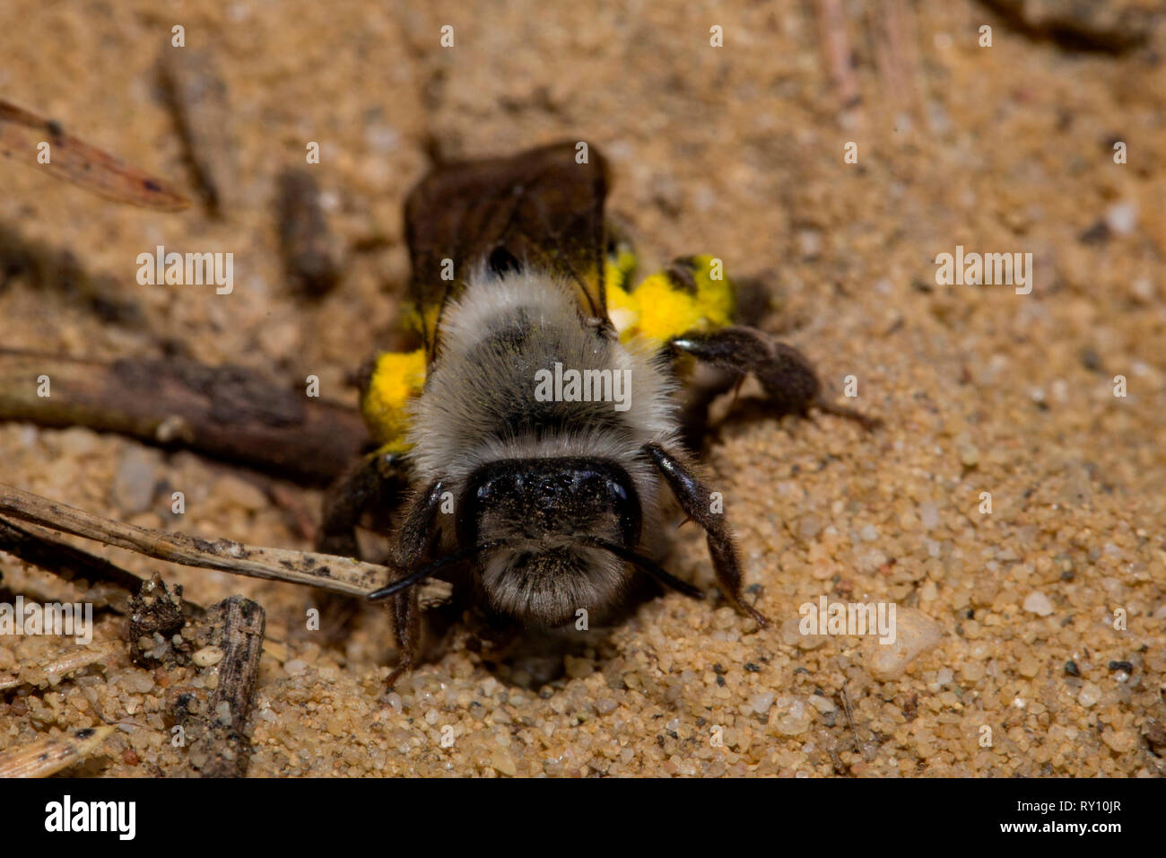 Gris-respaldado minero-abeja Andrena (VAGA) Foto de stock