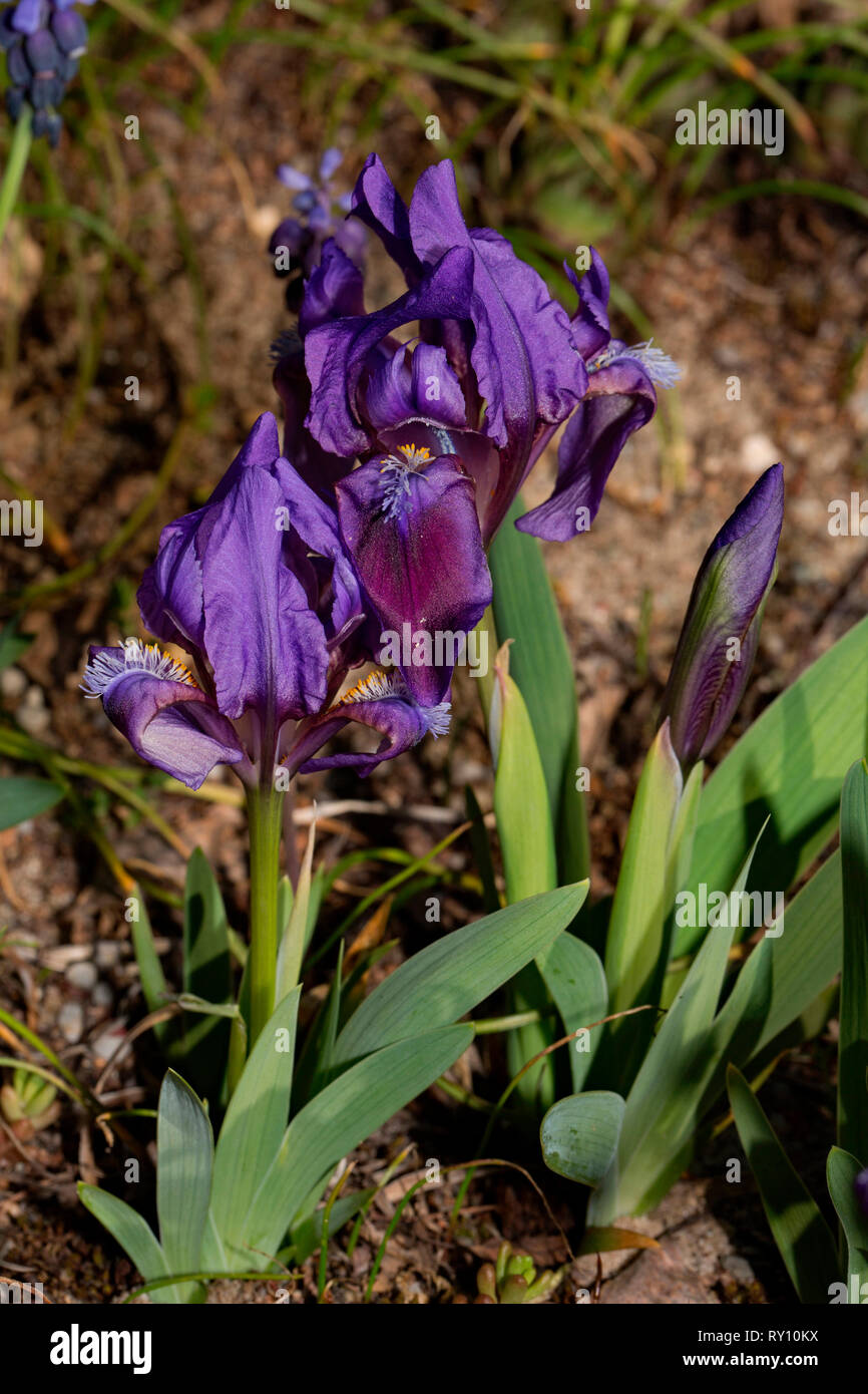 Pigmeo, Iris (Iris pumila) Foto de stock