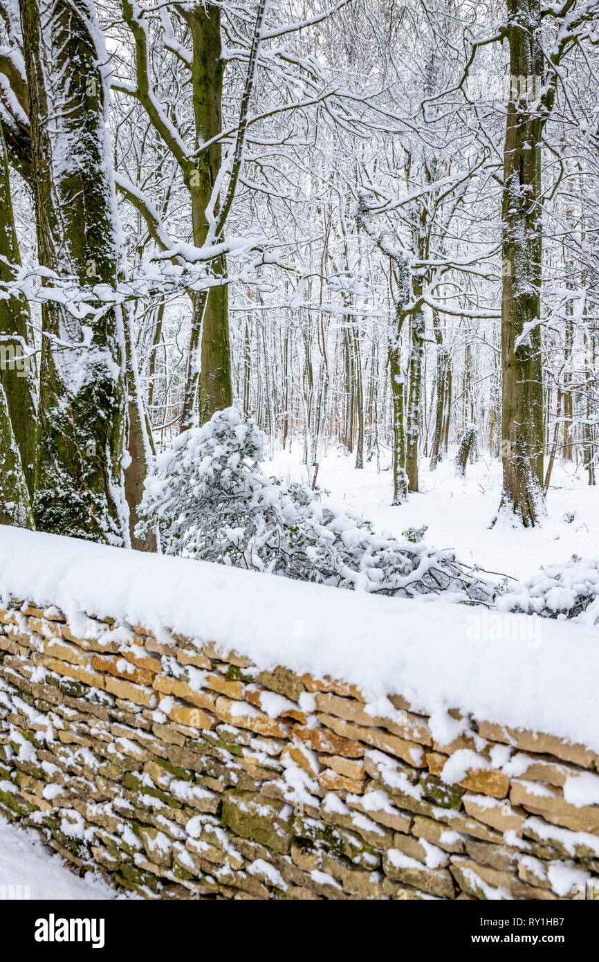 Bosques de hayas cubierto de nieve cerca de la ciudad de Cotswold Wotton bajo Borde, Gloucestershire, Reino Unido Foto de stock
