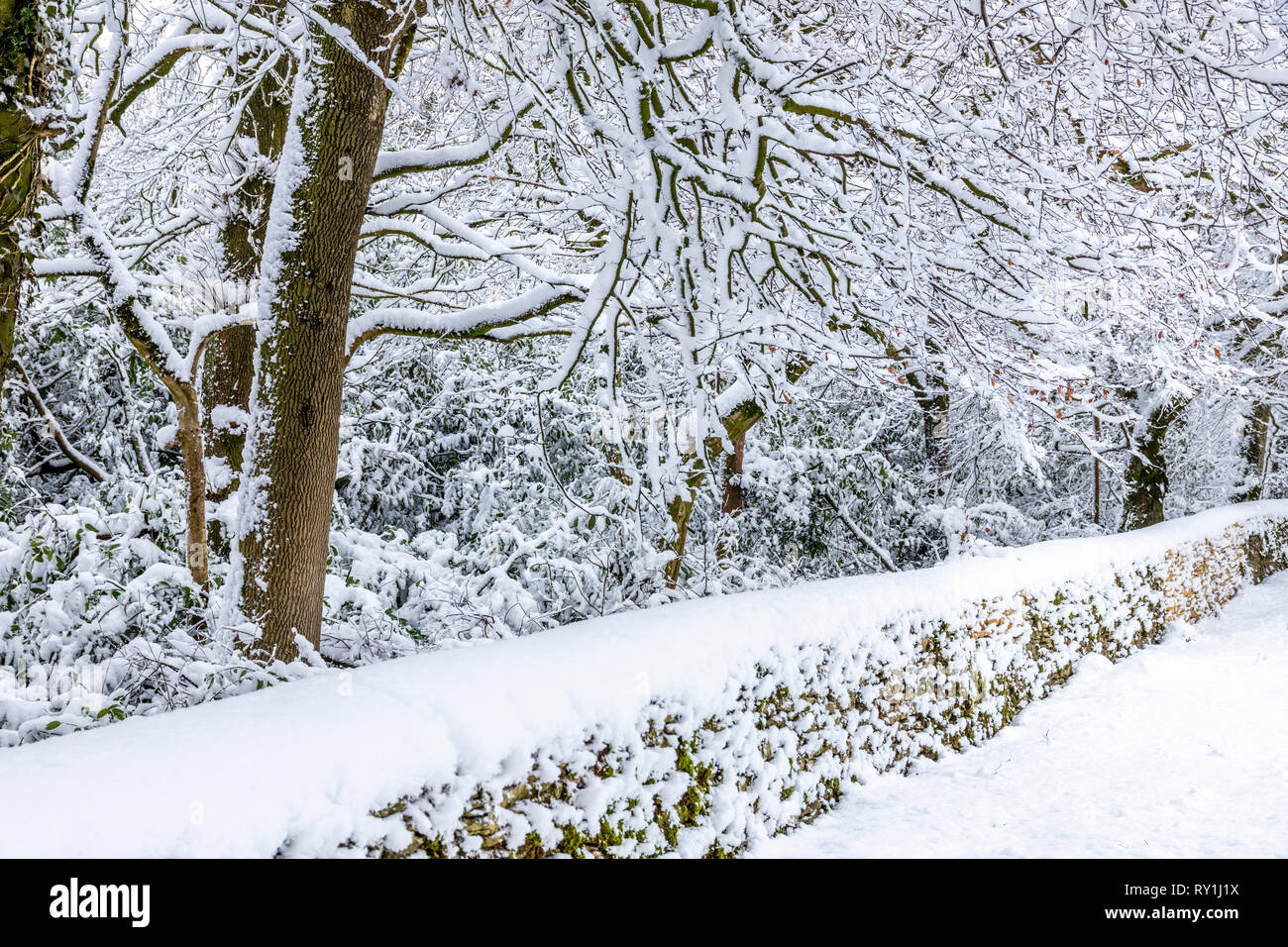 Bosques cubiertos de nieve, cerca de la ciudad de Cotswold Wotton bajo Borde, Gloucestershire, Reino Unido Foto de stock