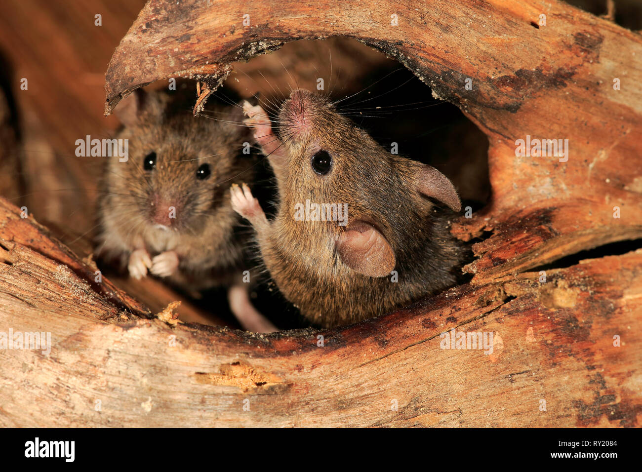 Los ratones de la casa, Renania Palatinado, Alemania, Europa (Mus musculus) Foto de stock