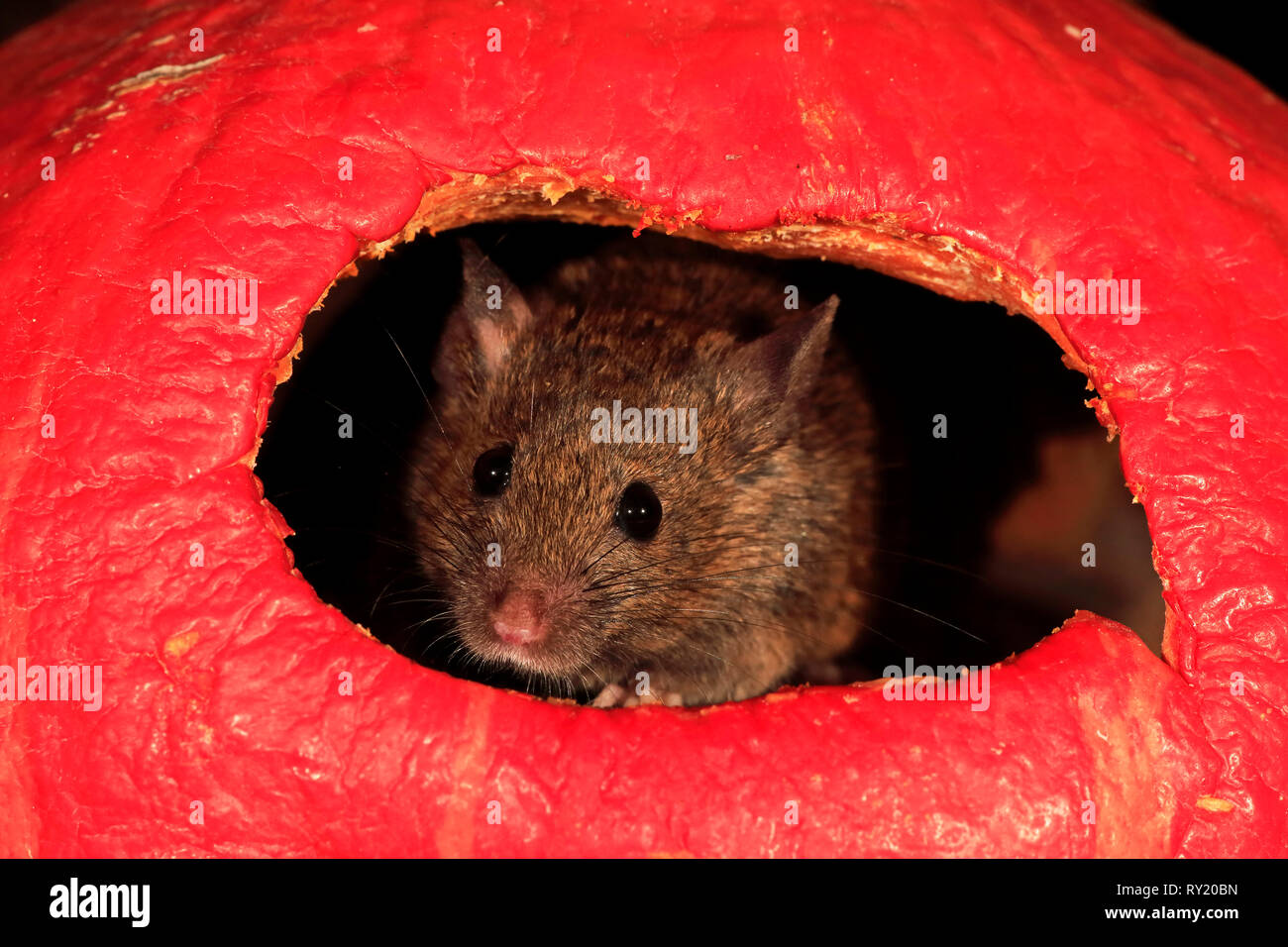 Mouse House, Renania Palatinado, Alemania, Europa (Mus musculus) Foto de stock