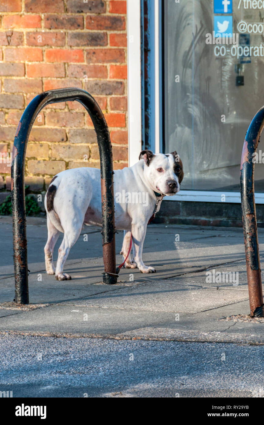 Un perro atado fuera de una tienda, esperando a su dueño para volver. Foto de stock