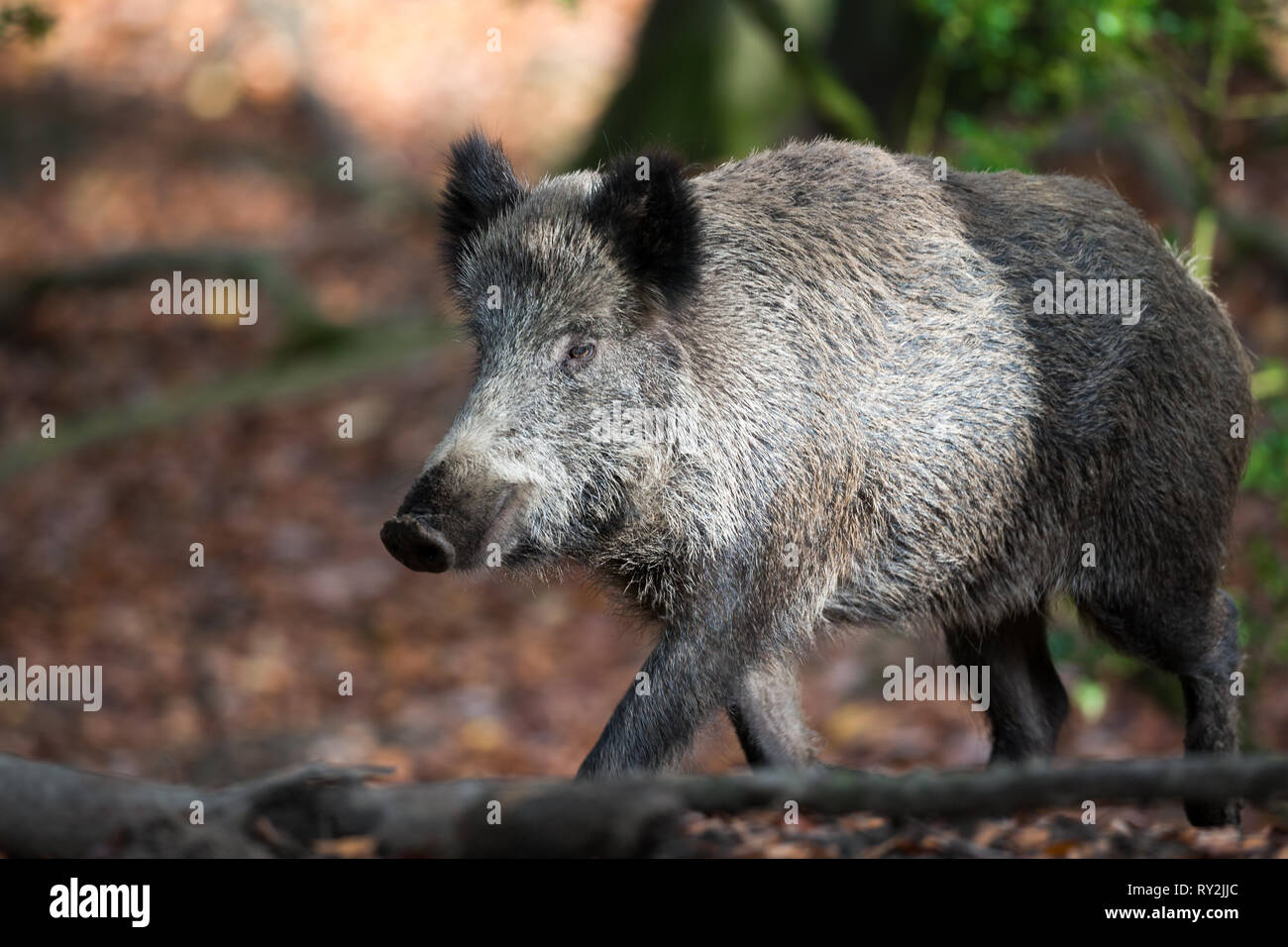 Wildschwein Foto de stock