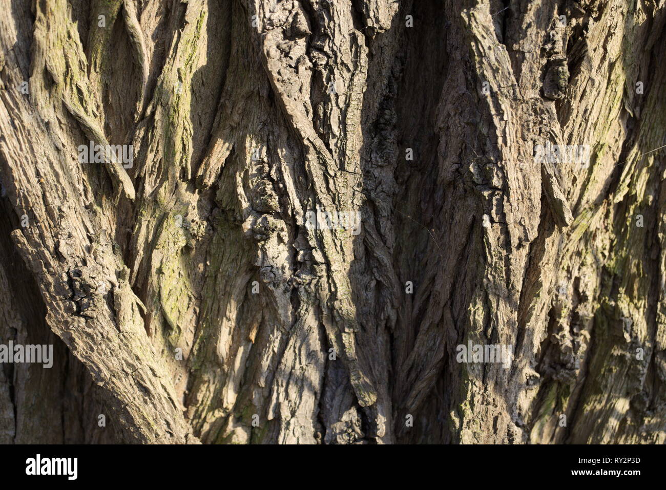 Árbol de corteza del sauce Fotografía de stock Alamy