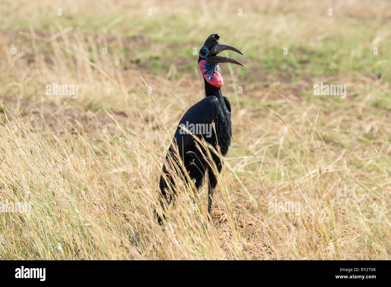 Tierra de Abisinia (Bucorvus abyssinicus bucero) en el Parque Nacional de Murchison Falls, en el norte de Uganda, África Oriental Foto de stock
