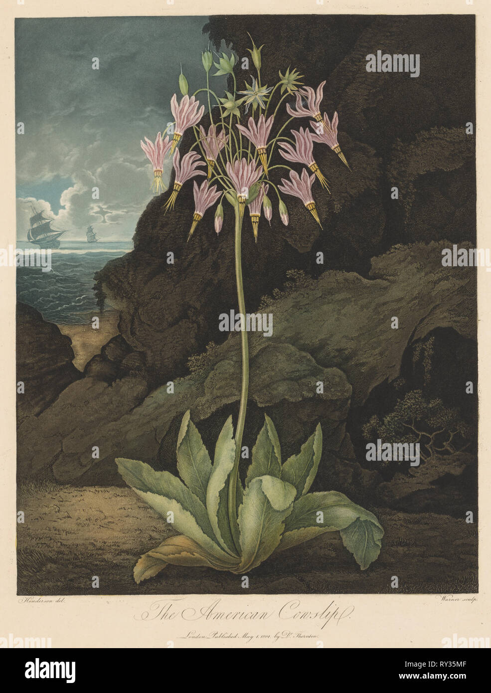 El Templo de Flora, o el jardín de la Naturaleza: El American Cowslip, 1801. Robert John Thornton (británico, 1768-1837). Aguatinta, stipple y grabado de línea Foto de stock