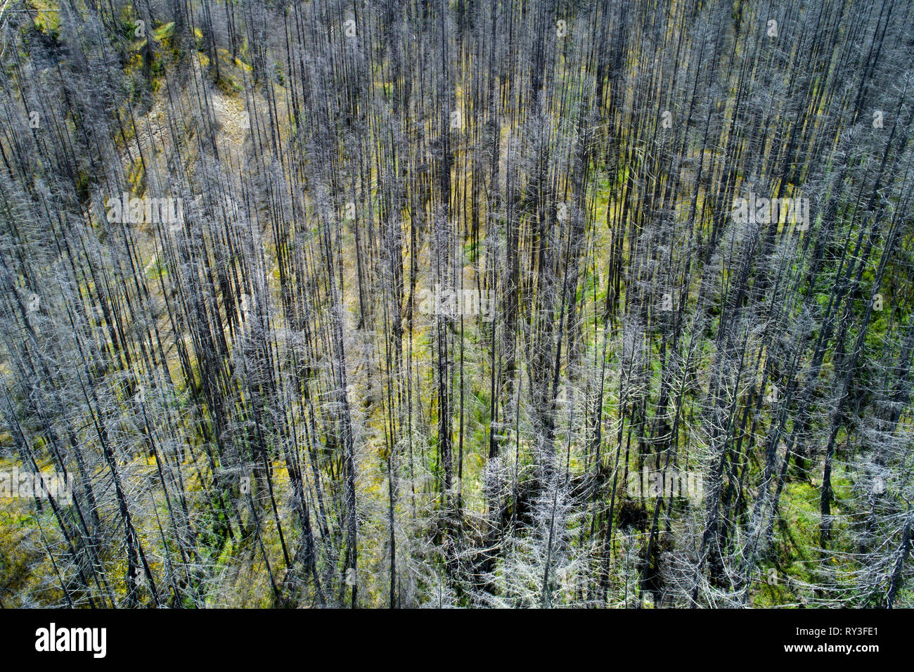 Los árboles muertos, Skippers Canyon, Queenstown, Isla del Sur, Nueva Zelanda - antena Foto de stock