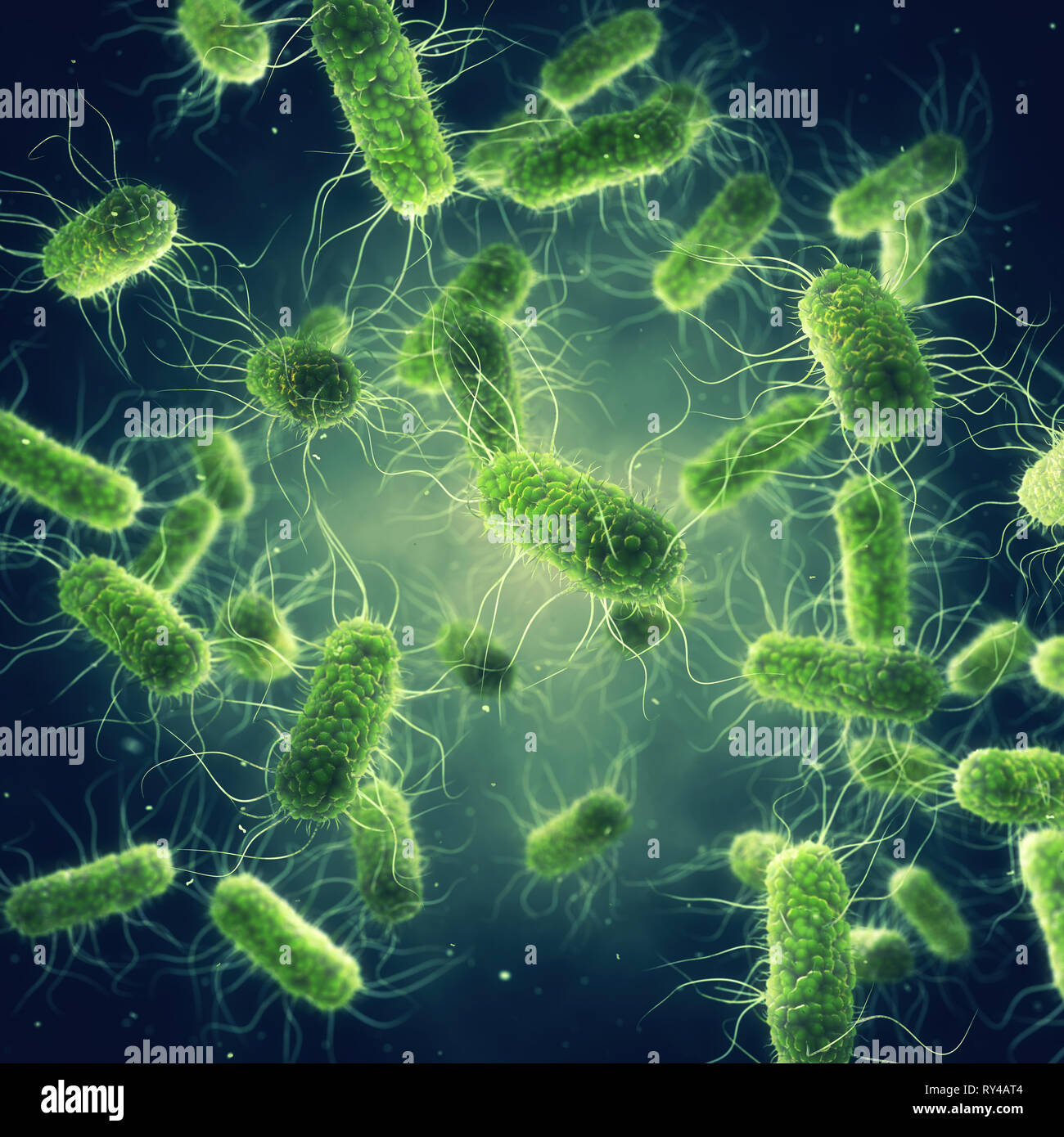 La bacteria Salmonella patógena, la investigación microbiológica Foto de stock