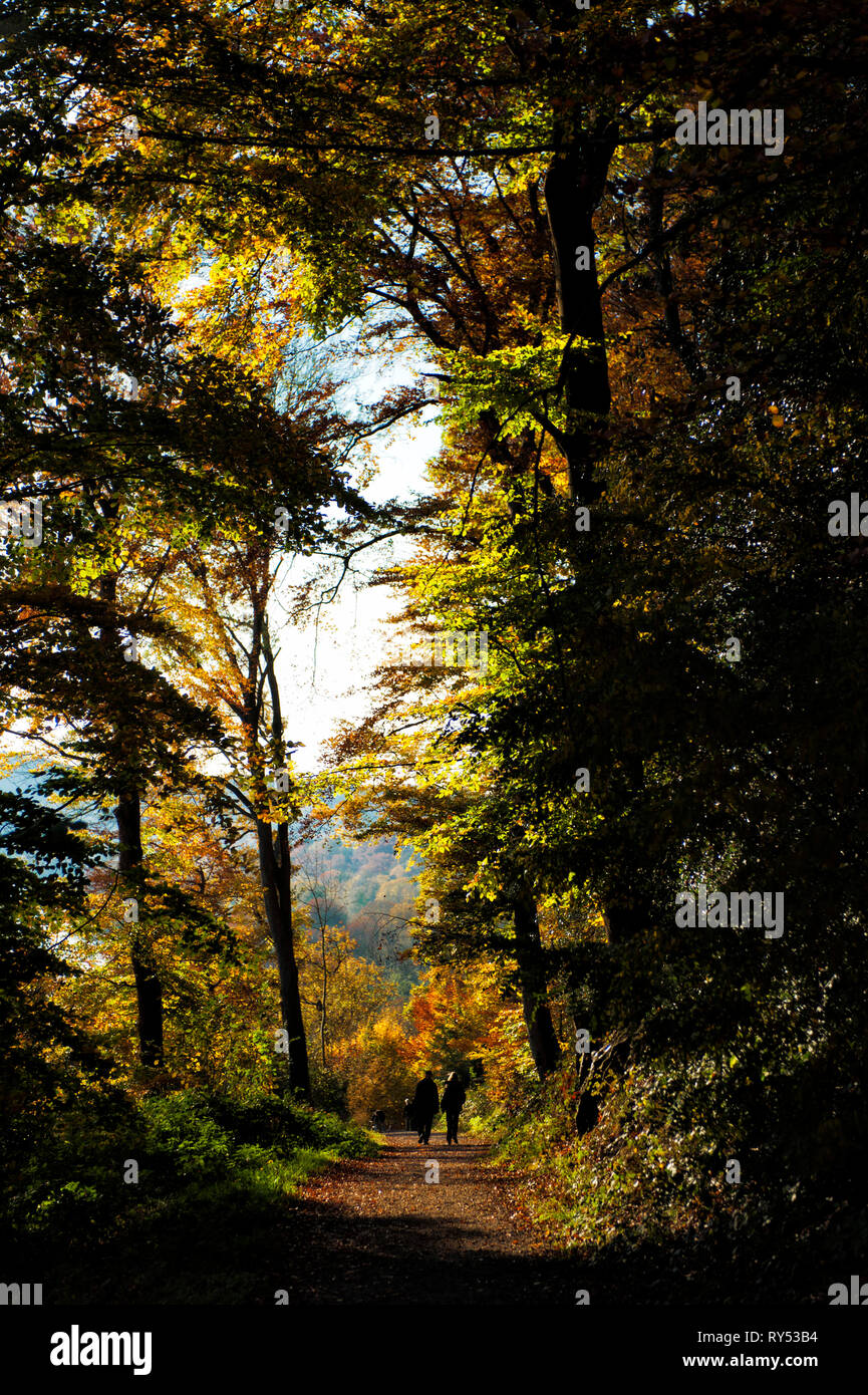 Ein Paar geht auf einem Waldweg durch den Wald herbstlichen oberhalb des Essener Baldeneysee spazieren Foto de stock