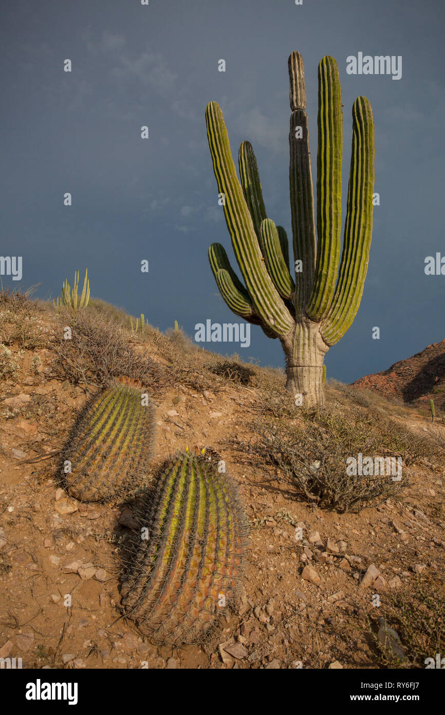 Playa Las Cadenas, Mpo. Hermosillo, Sonora, México Fotografía de stock -  Alamy