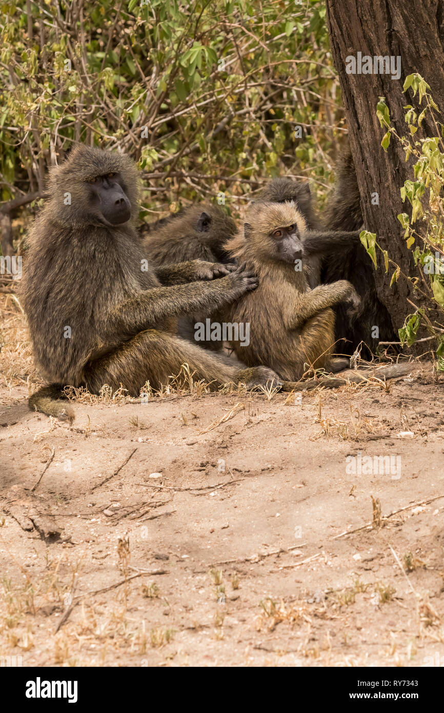 Olive babuinos (Papio cynocephalus) aportan grooming en Lago Manyara Parque Nacional, Tanzania Foto de stock