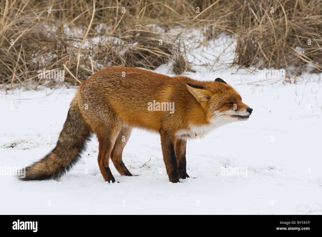 El zorro rojo (Vulpes vulpes) en la nieve, el comportamiento agresivo, Holanda Septentrional, Holanda Foto de stock