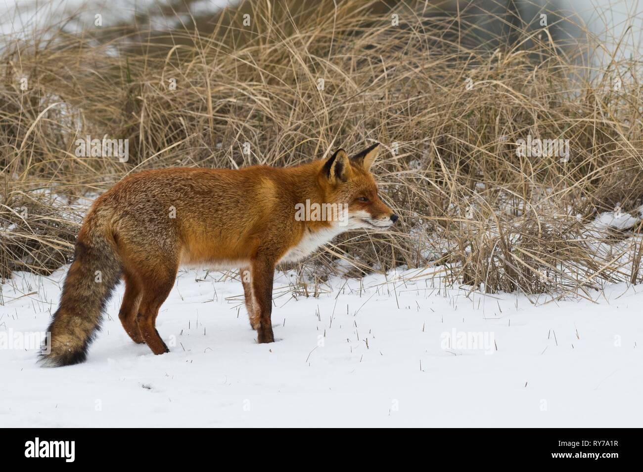 El zorro rojo (Vulpes vulpes) de pie en la nieve, en el norte de Holanda, Países Bajos Foto de stock