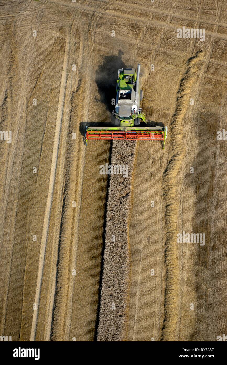 Cosechadora para cosecha de grano de cereal, campo, agricultura, Schleswig-Holstein, Alemania Foto de stock