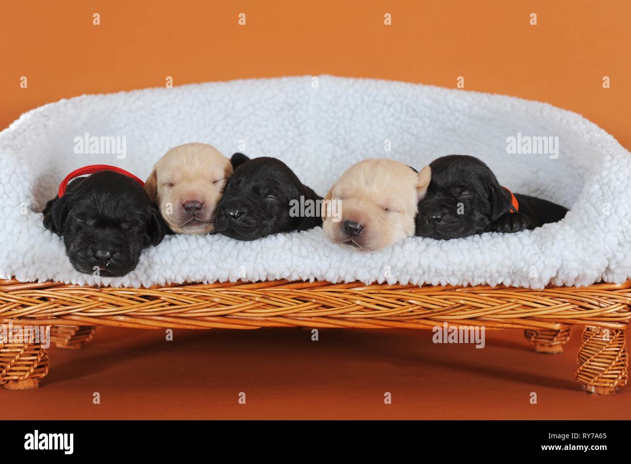 Labrador retriever, amarillo y negro, los cachorros de 10 días, durmiendo uno al lado del otro en el dog sofá, Austria Foto de stock