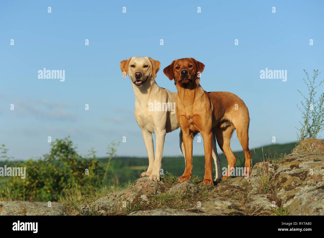 Labrador Retriever, amarillo, hombres de pie sobre las rocas, Austria Foto de stock
