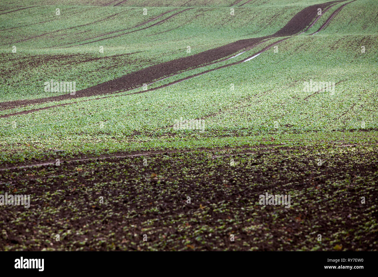 Glacial formada Hills, Schleswig-Holstein, Alemania, Europa Foto de stock