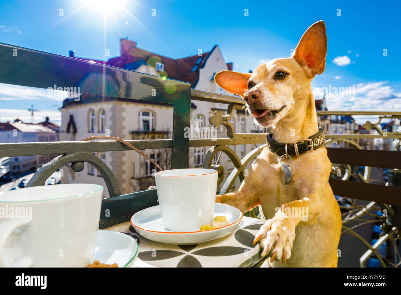 correcto Alfombra convergencia Tener perro chihuahua se toma un té o un café en el balcón con vaso y  cuchara en la tabla , disfrutando del buen tiempo en el sol Fotografía de  stock - Alamy
