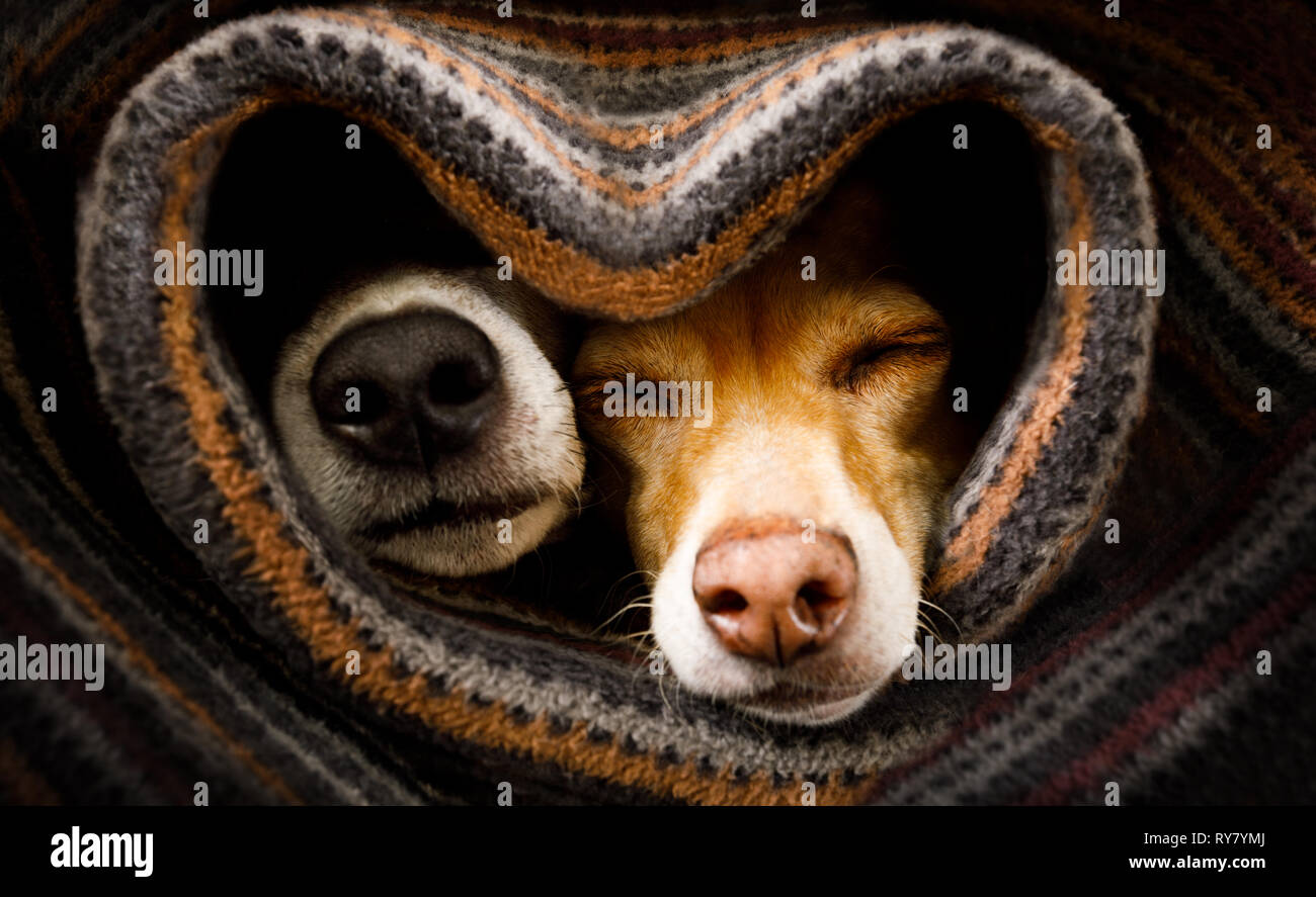 Par de perros en amor durmiendo juntos bajo la manta en la cama en forma de corazón, cálido y acogedor y peluches Foto de stock