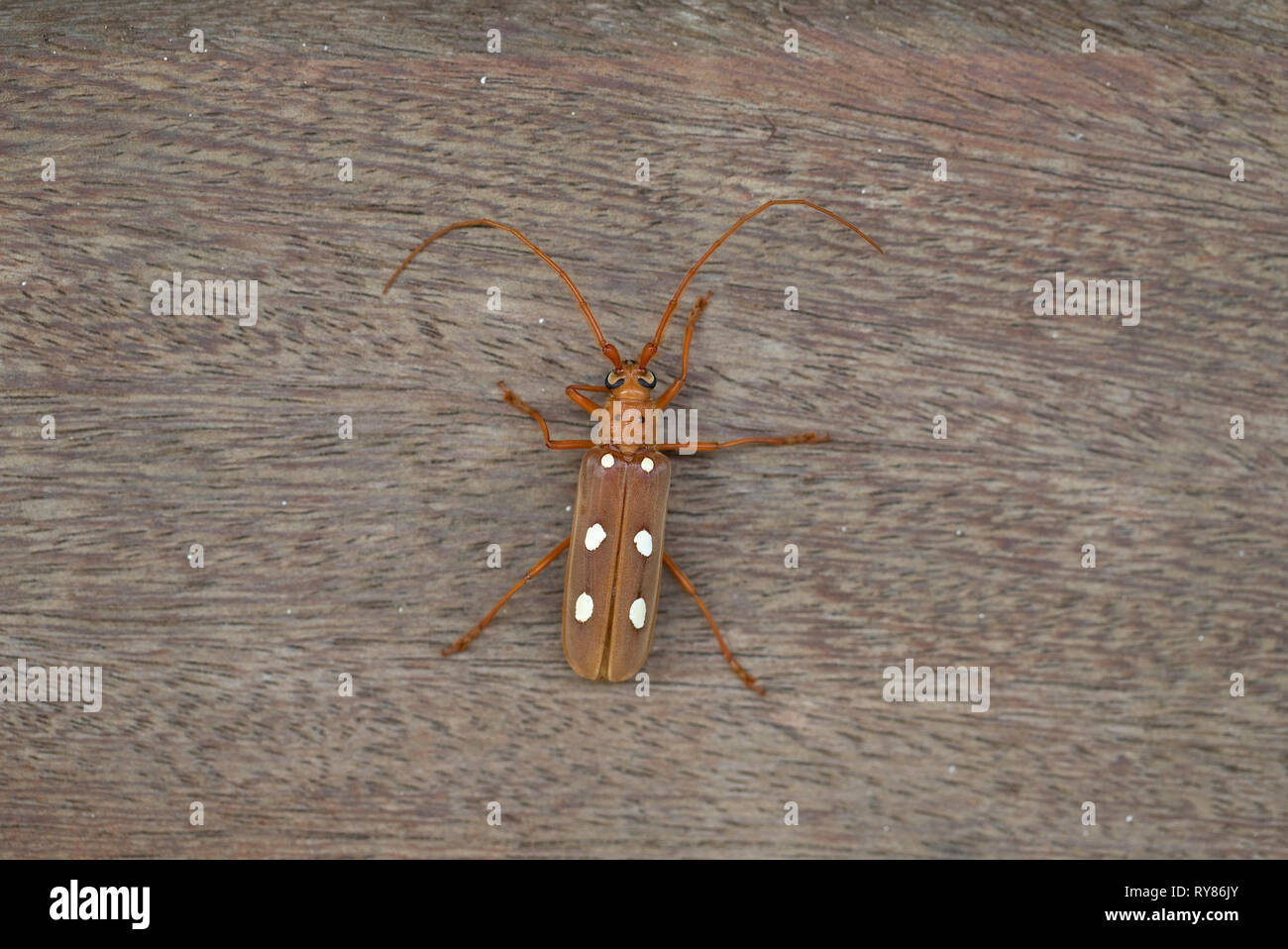 Las especies de escarabajos Longhorn (Coccoderus amazonicus) Foto de stock